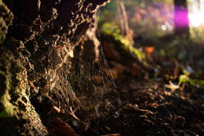 Close-up of tree trunk in forest