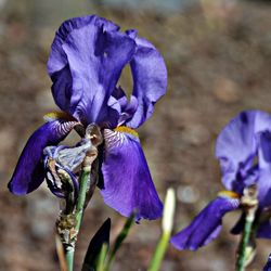 Close-up of purple flower blooming against blue sky