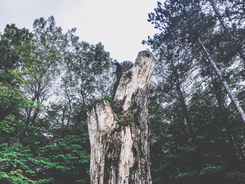 Low angle view of trees in forest against sky