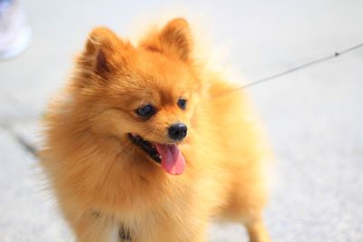 Close-up of a dog looking away