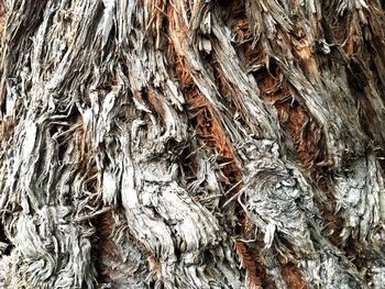 Full frame shot of tree trunk