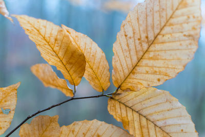 Close-up of dry leaf