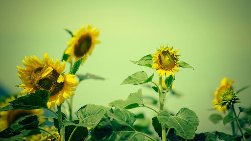 Close-up of yellow flowering plant