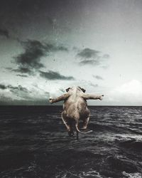 Cow standing on sea shore against sky