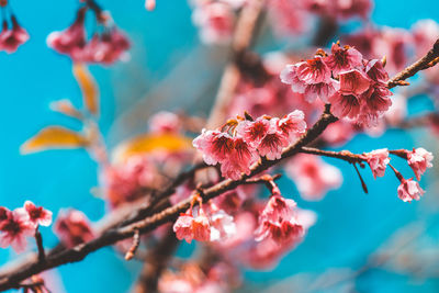 Close-up of pink cherry blossom plant