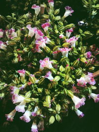 Close-up of pink flowers