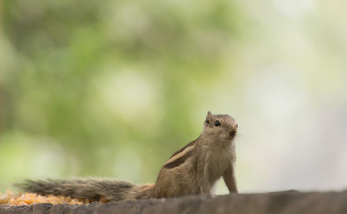 Close-up of squirrel against blurred background