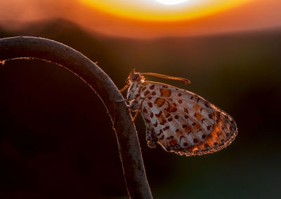 Close-up of insect on leaf