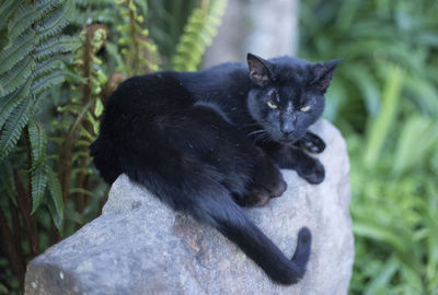 Close-up of a black cat