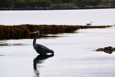 View of a bird in lake