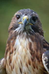 Close-up portrait of owl