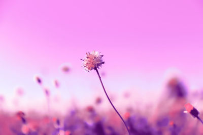 Close-up of pink flowering plant