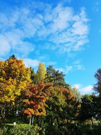 Low angle view of trees against sky during autumn