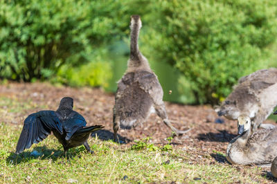 Close-up of crow and birds on field