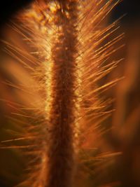 Close-up of dandelion on field against sky at sunset