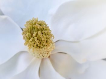 Close-up of white flower