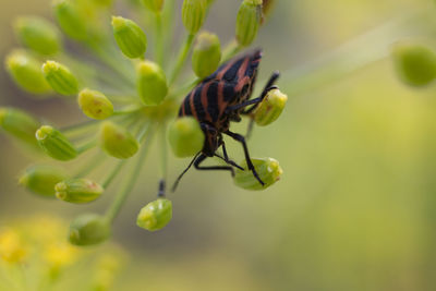 Close-up of butterfly pollinating on flower