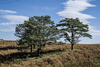 Trees on field against sky