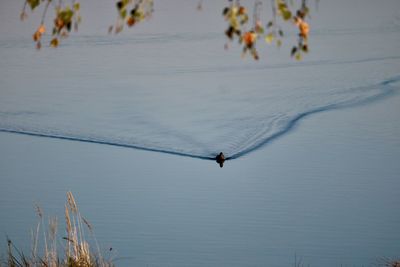 High angle view of bird swimming in lake