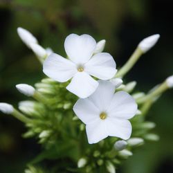 Close-up of white flowers blooming outdoors