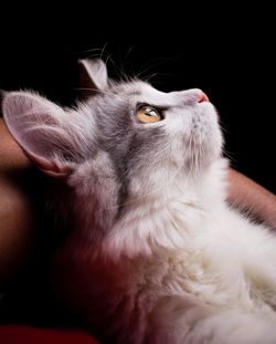 Close-up of cat looking away