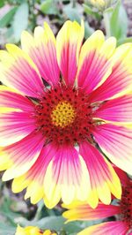 Macro shot of pink flower