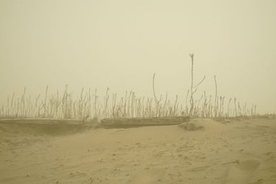 Scenic view of beach against clear sky