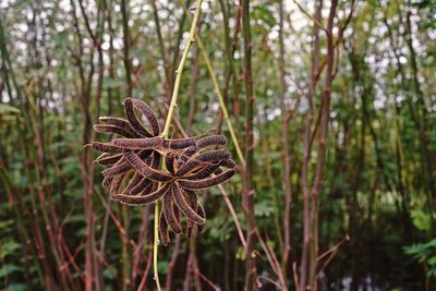 Close-up of dried leaf on tree in forest