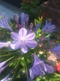 Close-up of purple flowers blooming outdoors