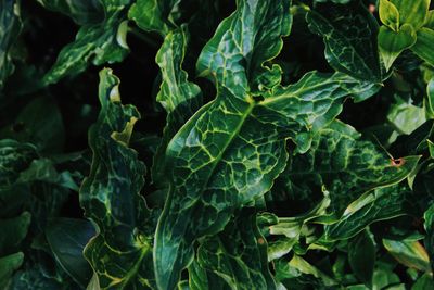 Full frame shot of fresh green leaves