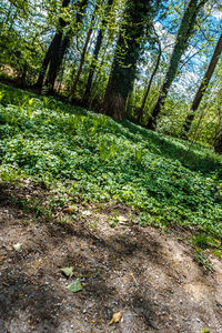 Trees growing in forest