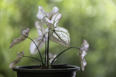 Close-up of potted plant