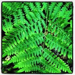 Full frame shot of green leaves