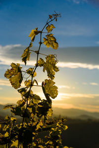 Close-up of yellow flowering plant against sky