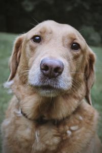 Close-up portrait of dog