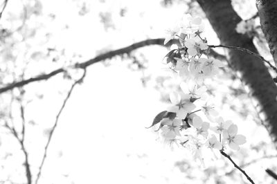 Low angle view of flowers