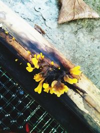 High angle view of yellow flowering plant