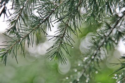 Close-up of leaves in water