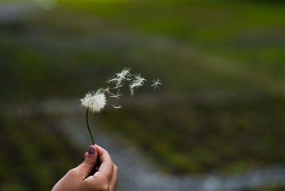 Close-up of hand holding dandelion against blurred background