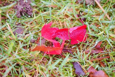 Close-up of red maple leaf on grass