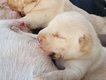 Close-up of dog sleeping