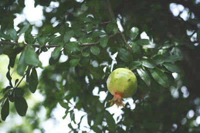 Low angle view of bird perching on tree branch