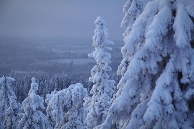 Snow covered plants against sky