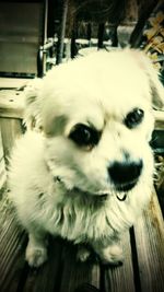 Close-up portrait of a dog looking away