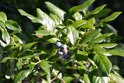 Close-up of berries on plant