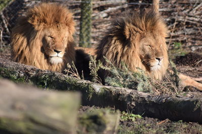 Lions relaxing outdoors