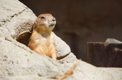 Close-up of meercat looking away