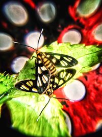 Close-up of butterfly on leaf