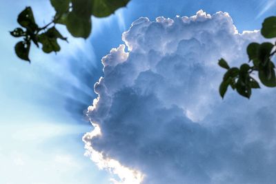 Low angle view of tree against blue sky