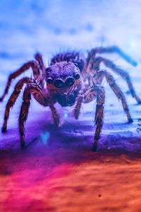 Close-up of spider on web